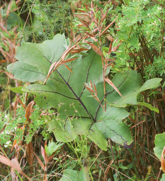 Image of kidneyleaf rosinweed