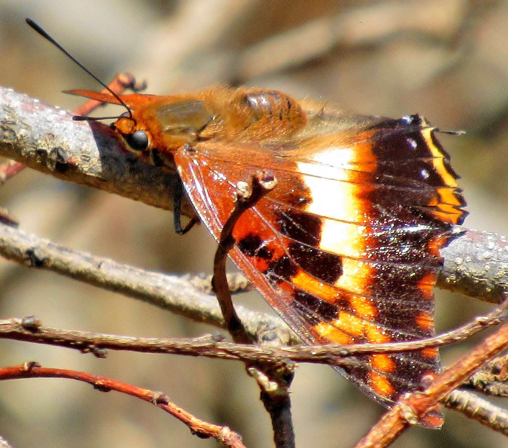 Image of Charaxes druceanus Butler 1869