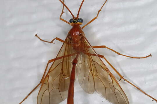 Image of Enicospilus texanus (Ashmead 1890)