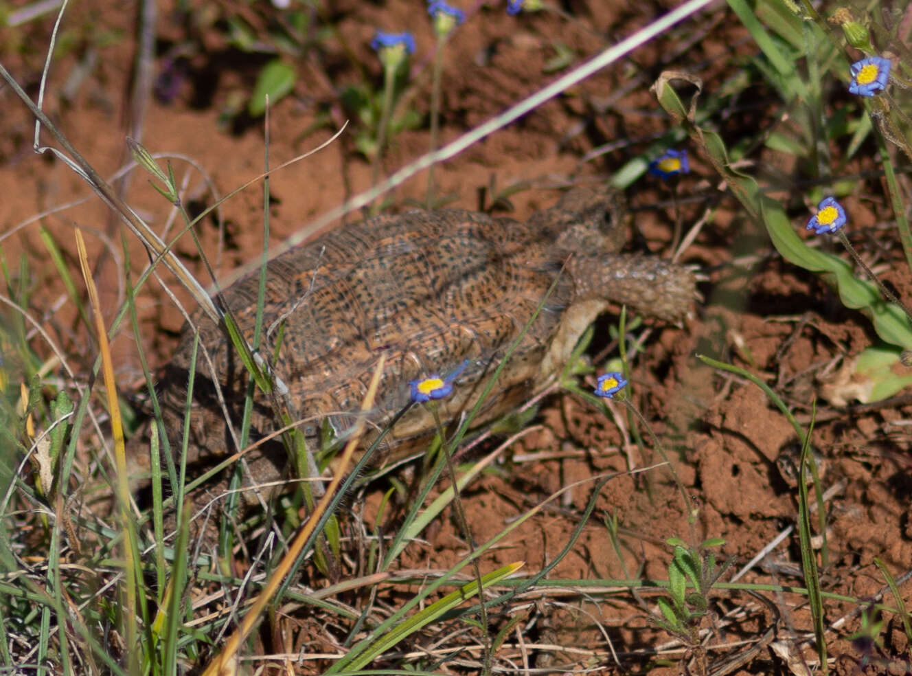 Image of Speckled tortoise