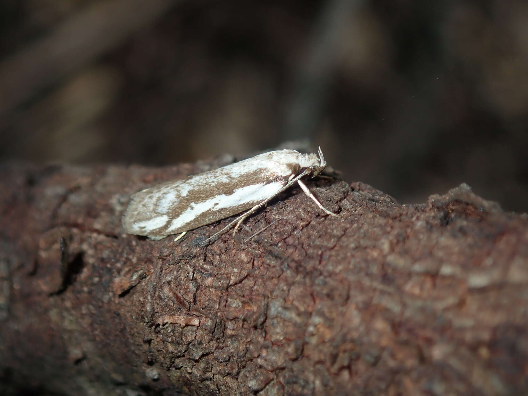 Image of Philobota glaucoptera Meyrick 1884