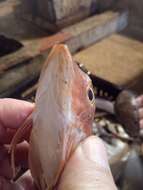 Image of East Atlantic Red Gurnard