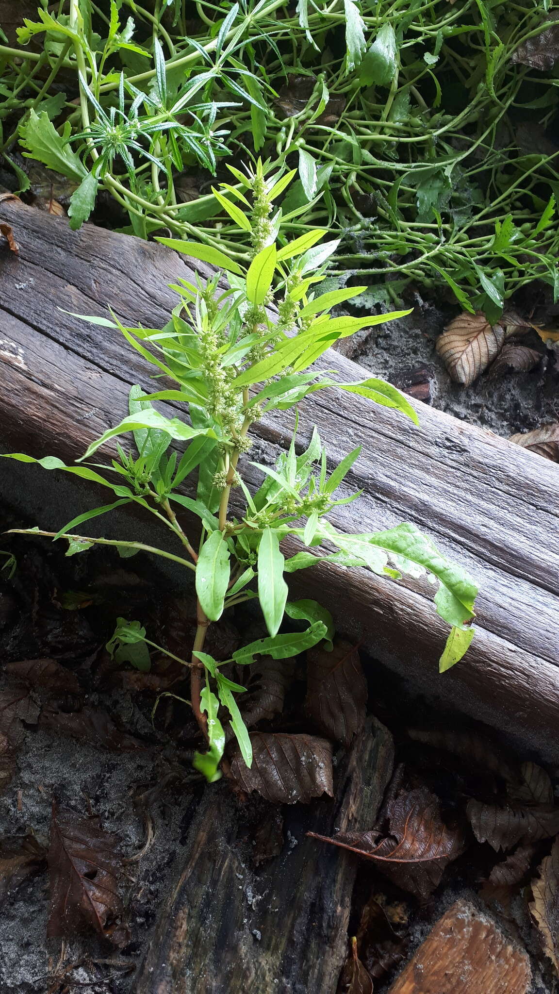 Imagem de Rumex persicarioides L.