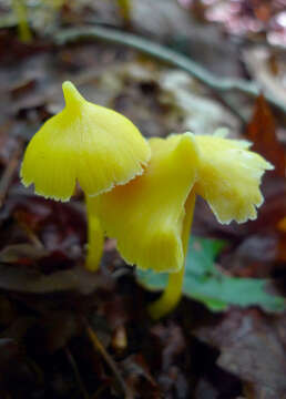 Слика од Entoloma murrayi (Berk. & M. A. Curtis) Sacc. 1899