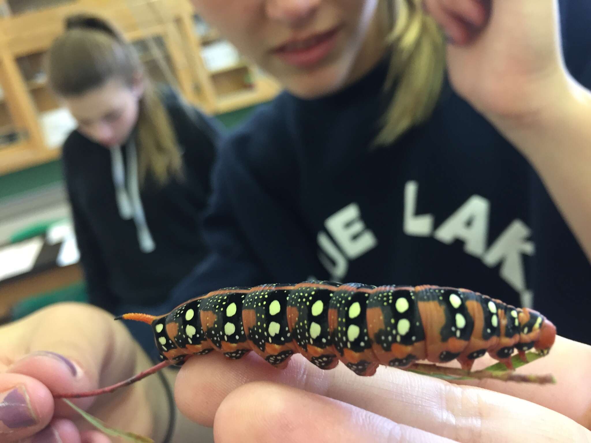 Image of Spurge Hawk Moth