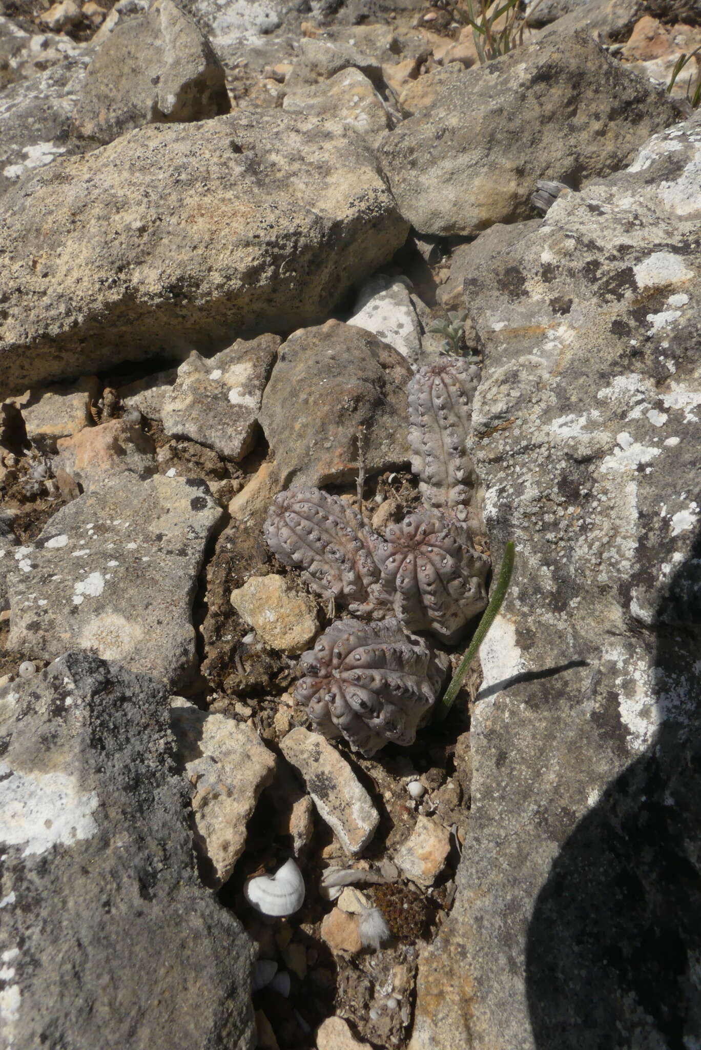 Sivun Euphorbia pseudoglobosa Marloth kuva