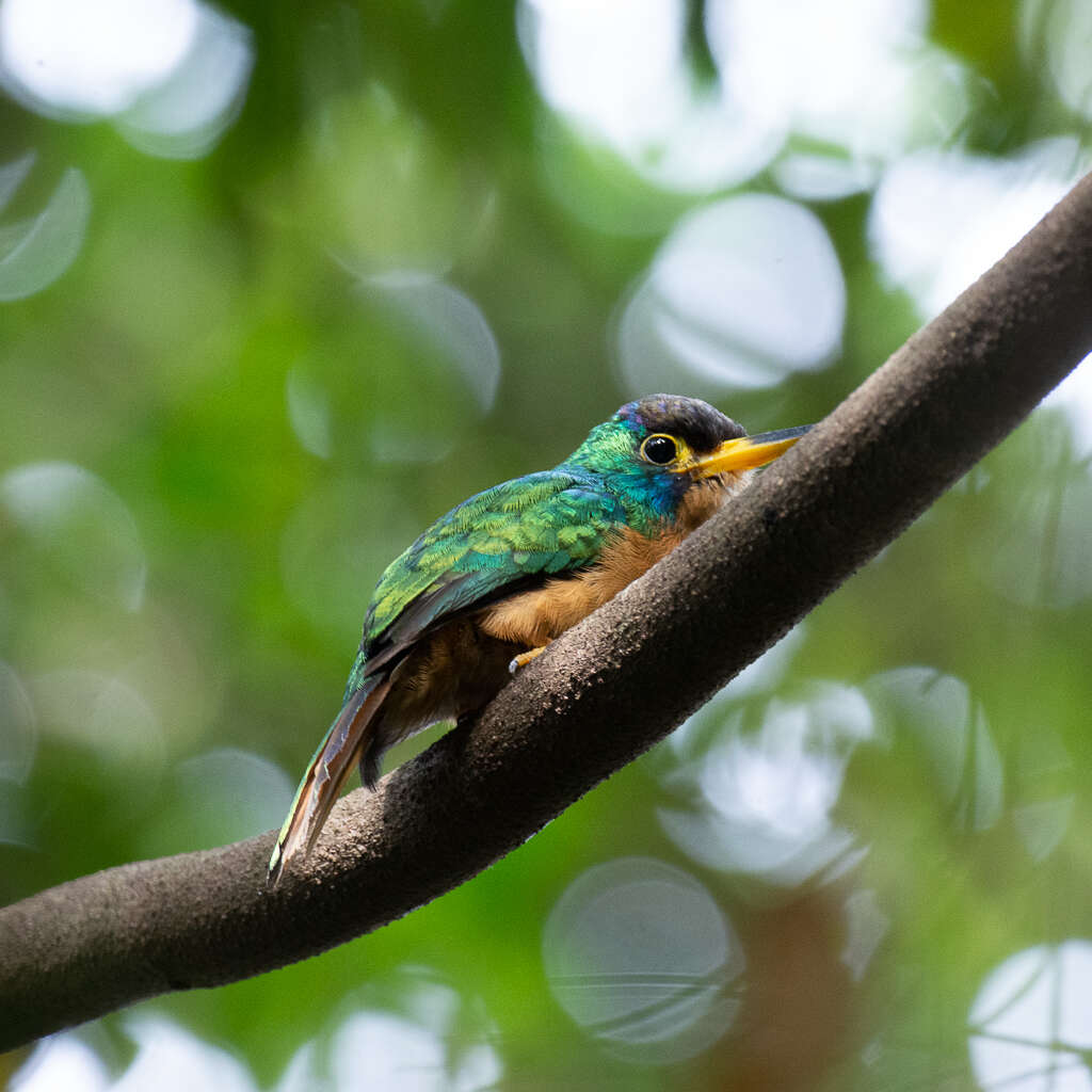 Image of Blue-cheeked Jacamar