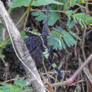 Image de Cyanothemis simpsoni Ris 1915