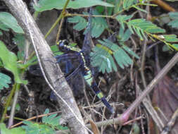 Imagem de Cyanothemis simpsoni Ris 1915