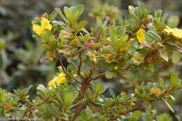 Image of Hibbertia cuneiformis (Labill.) Smith