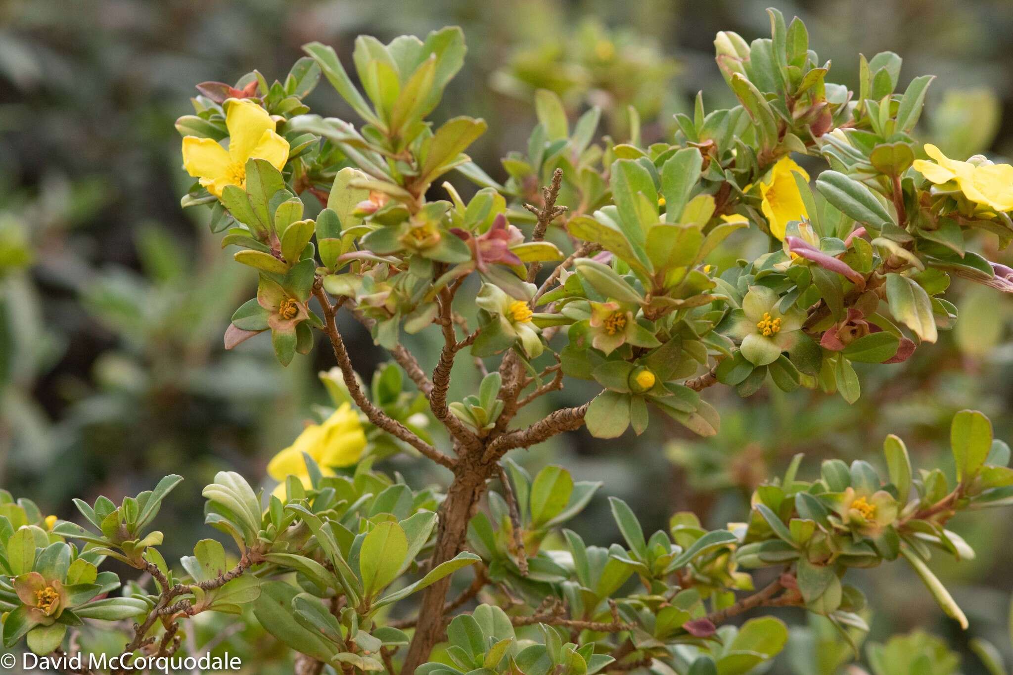 Image of Hibbertia cuneiformis (Labill.) Smith