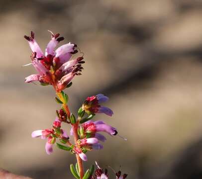 Image of Erica dispar (N. E. Br.) E. G. H. Oliver