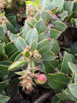 Image of San Bruno Mountain manzanita