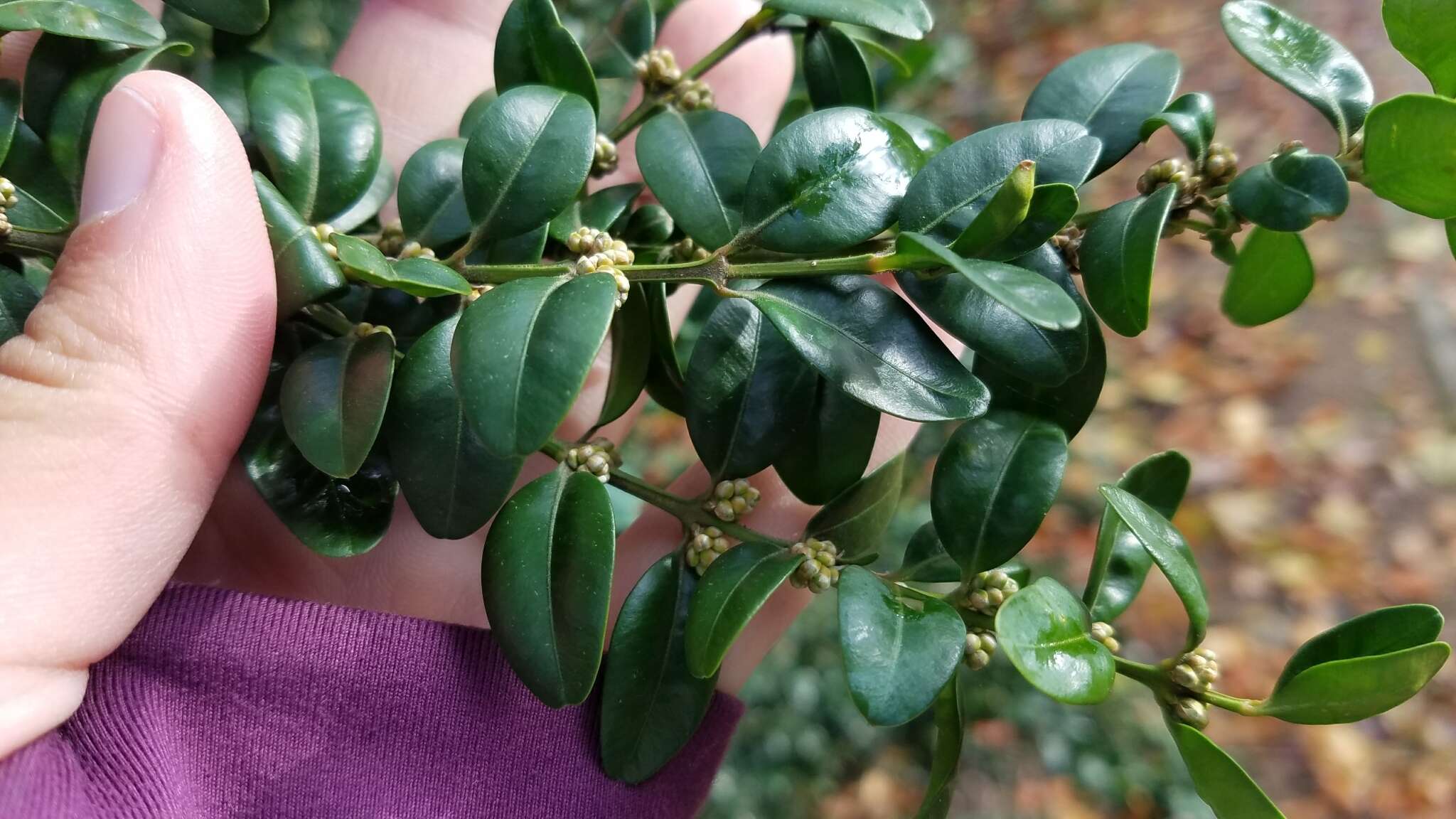 Sivun Buxus sempervirens L. kuva