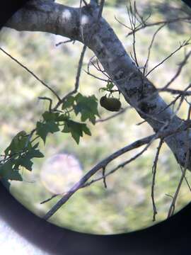 Image of Leiothlypis celata sordida (Townsend & CH 1890)