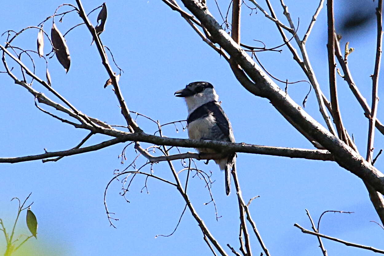 Image of Buff-bellied Puffbird