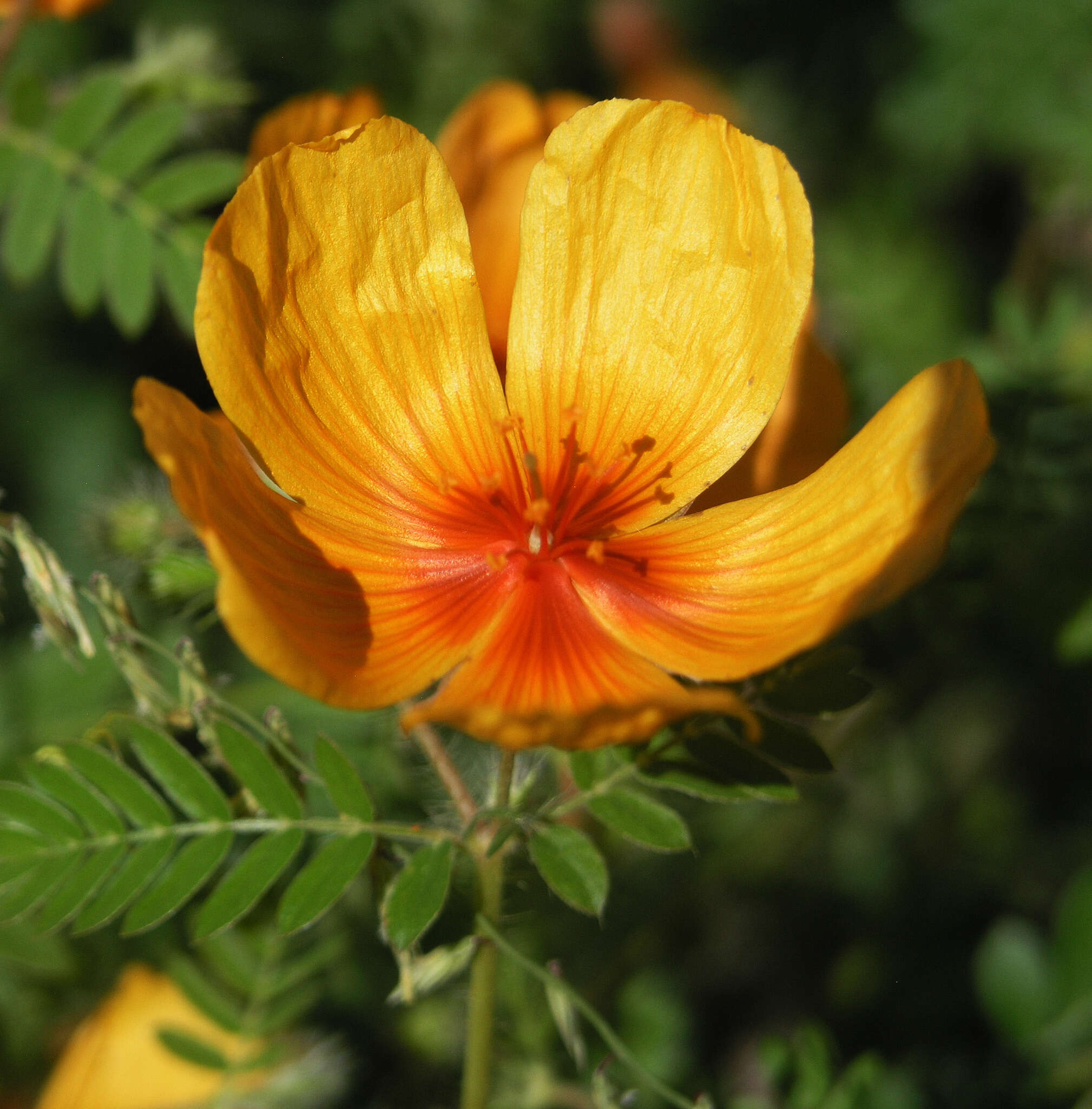 Image of Arizona poppy