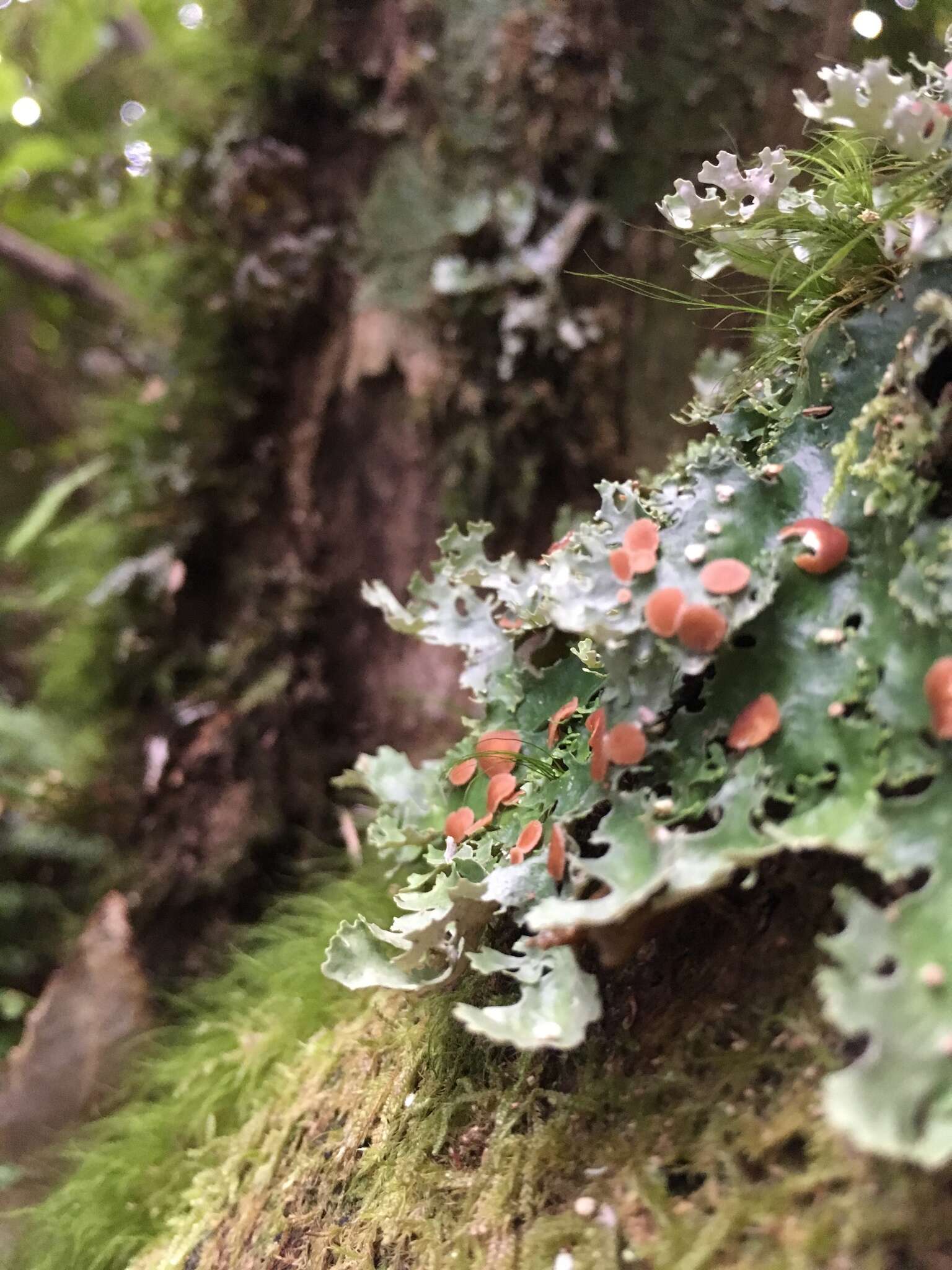 Image of Pseudocyphellaria homeophylla (Nyl.) Dodge