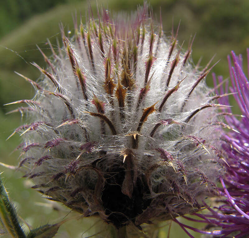 Слика од Cirsium decussatum Janka