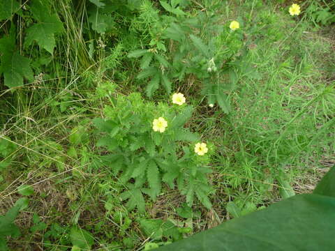 Image of Potentilla recta subsp. obscura (Willd.) Arcang.