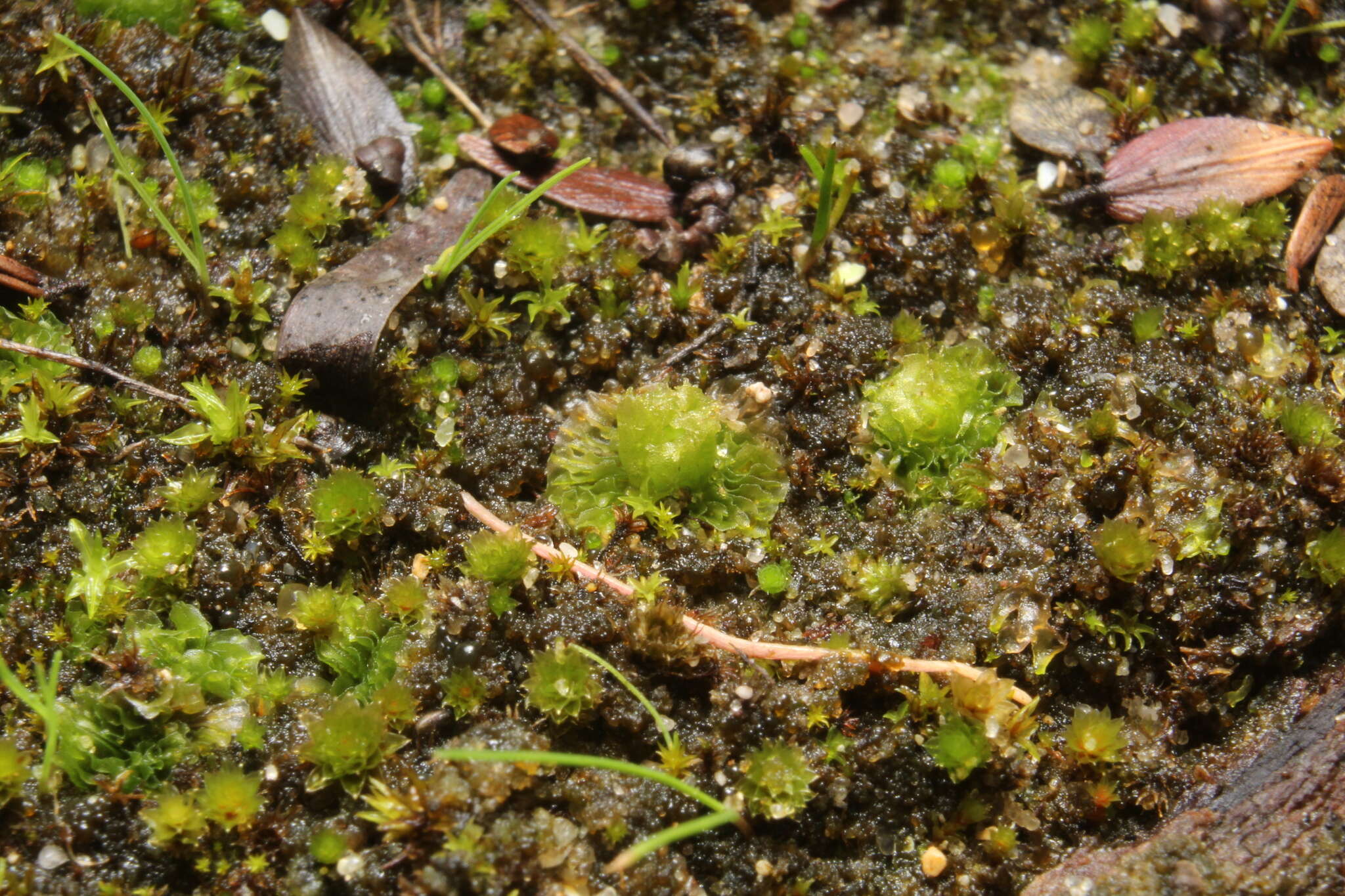 Image of Petalophyllum preissii Gottsche