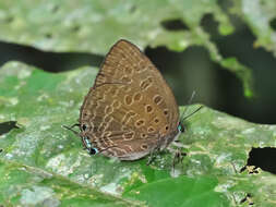 Image of Arhopala aedias (Hewitson 1862)