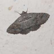 Pericyma albidentaria Freyer 1841 resmi