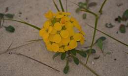 Imagem de Erysimum menziesii (Benth. & Hook. fil.) Wettst.