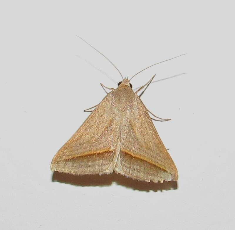 Image of <i>Ptichodis basilans</i>