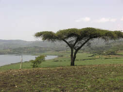 Vachellia abyssinica (Hochst. ex Benth.) Kyal. & Boatwr. resmi