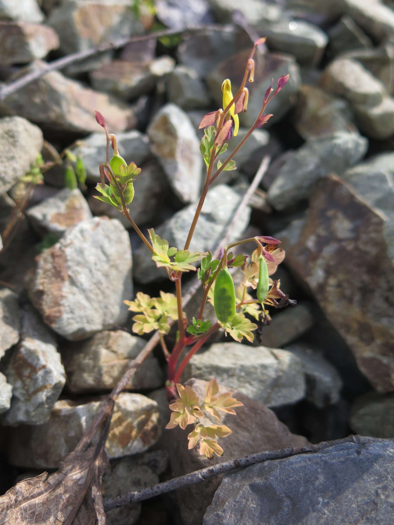 Image of Corydalis ochotensis Turcz.