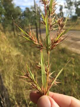 Image of kangaroo grass