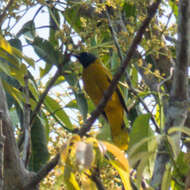 Image of Black-headed Bulbul