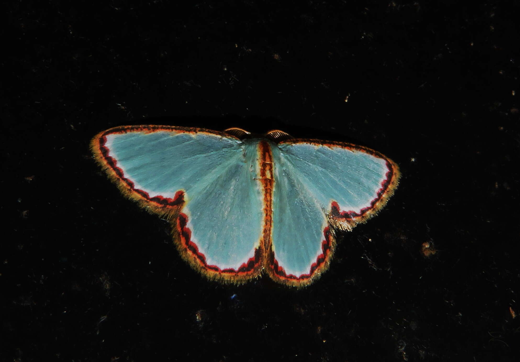 Image of Comostola pyrrhogona (Walker 1866)