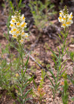 Image of Linaria melampyroides Kuprian.