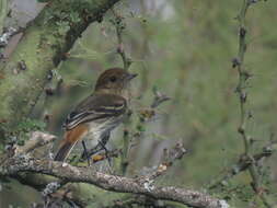 Imagem de Knipolegus striaticeps (d'Orbigny & Lafresnaye 1837)