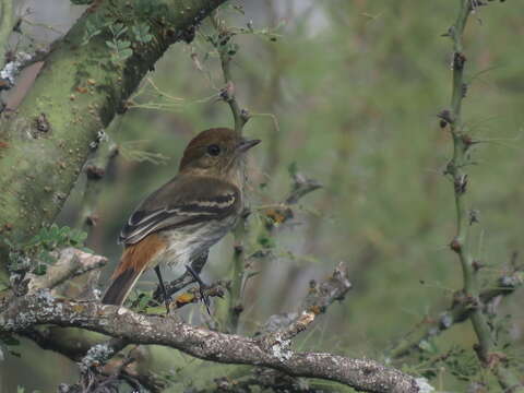 Knipolegus striaticeps (d'Orbigny & Lafresnaye 1837)的圖片