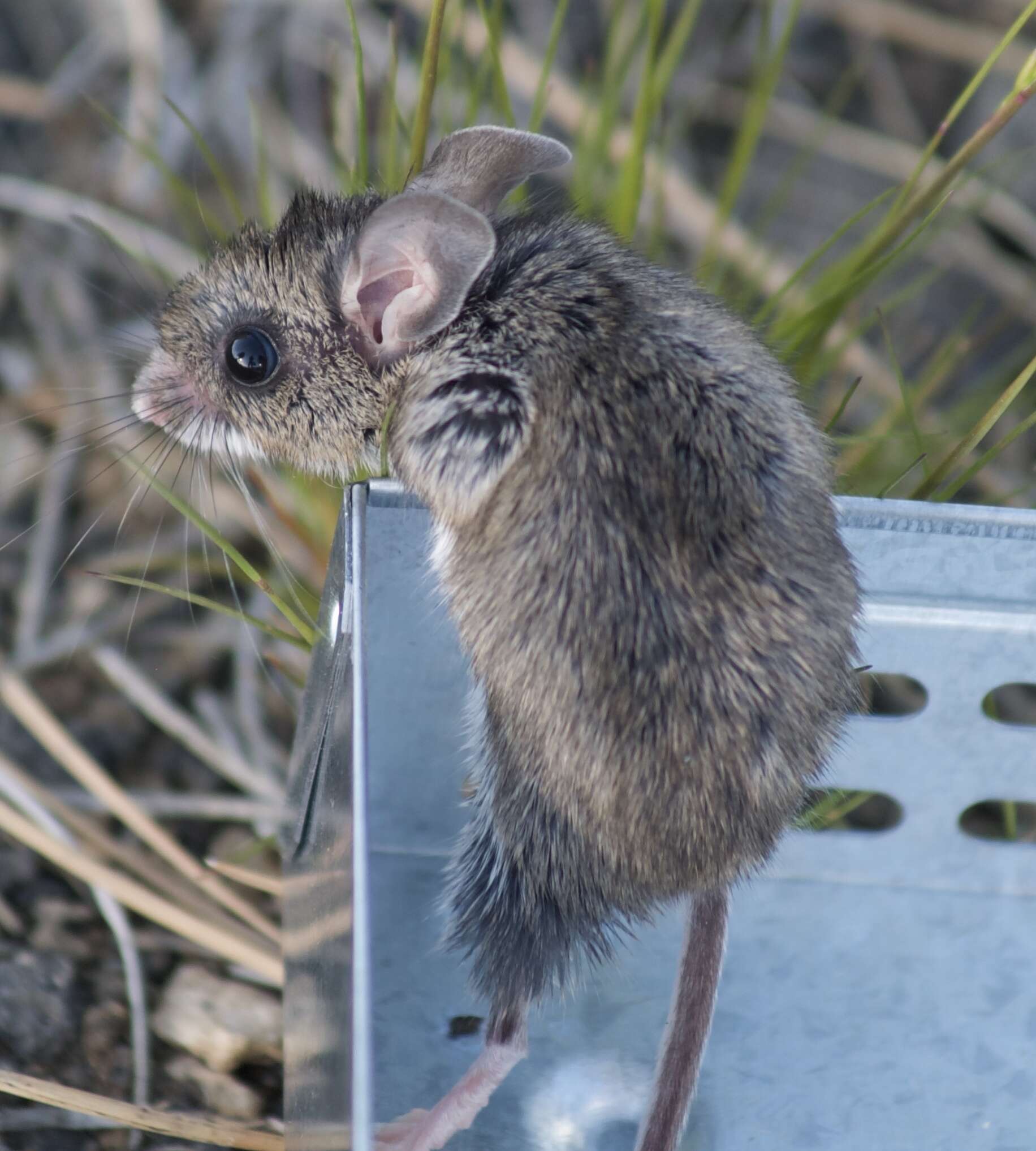 Image of Pinyon Mouse