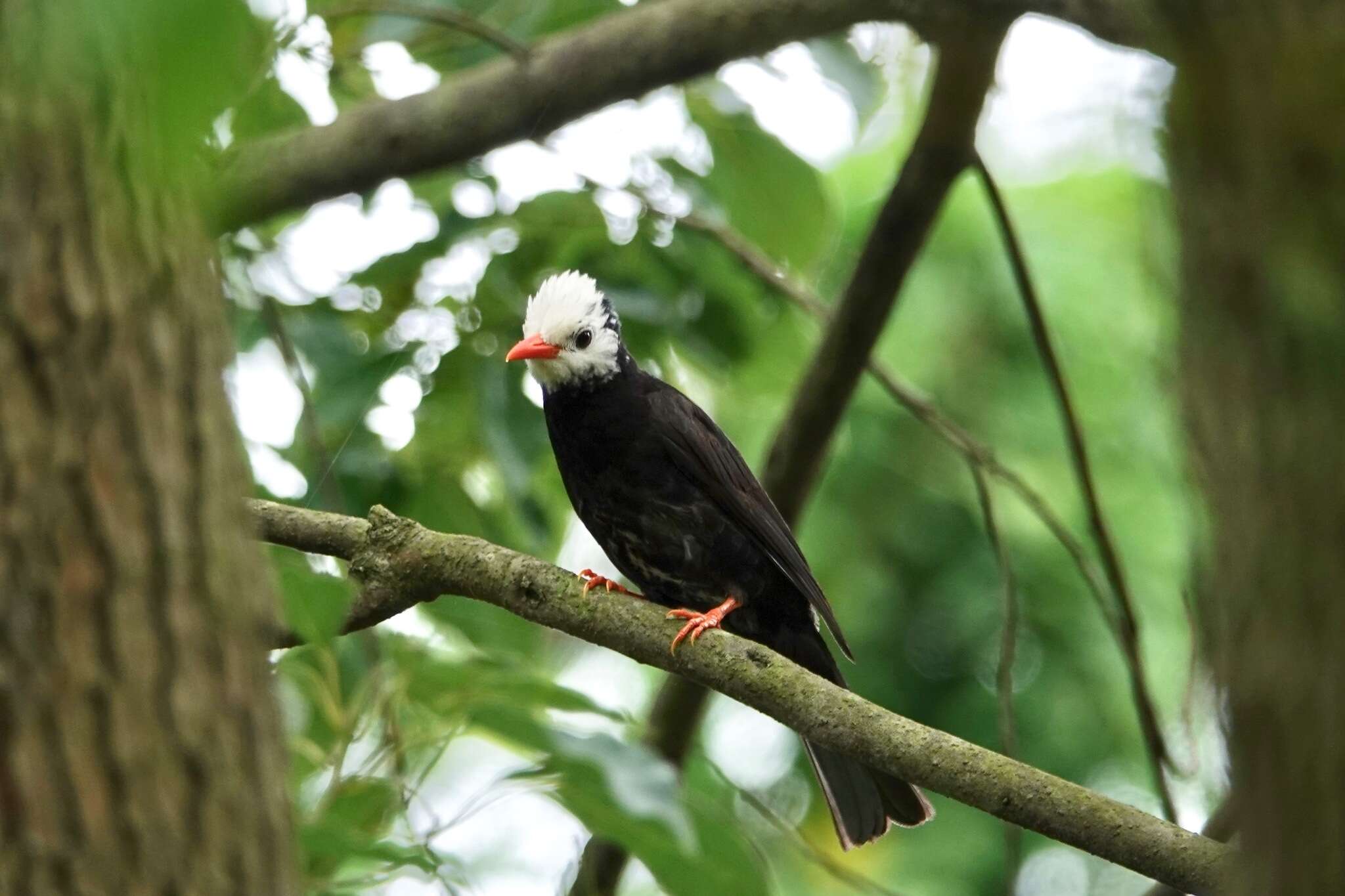 صورة Hypsipetes leucocephalus leucocephalus (Gmelin & JF 1789)