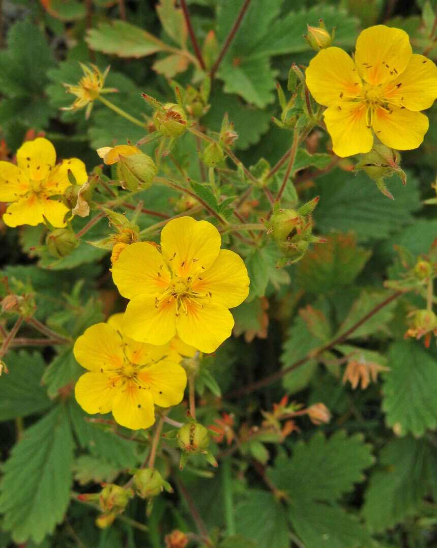 Image de Potentille à grandes fleurs