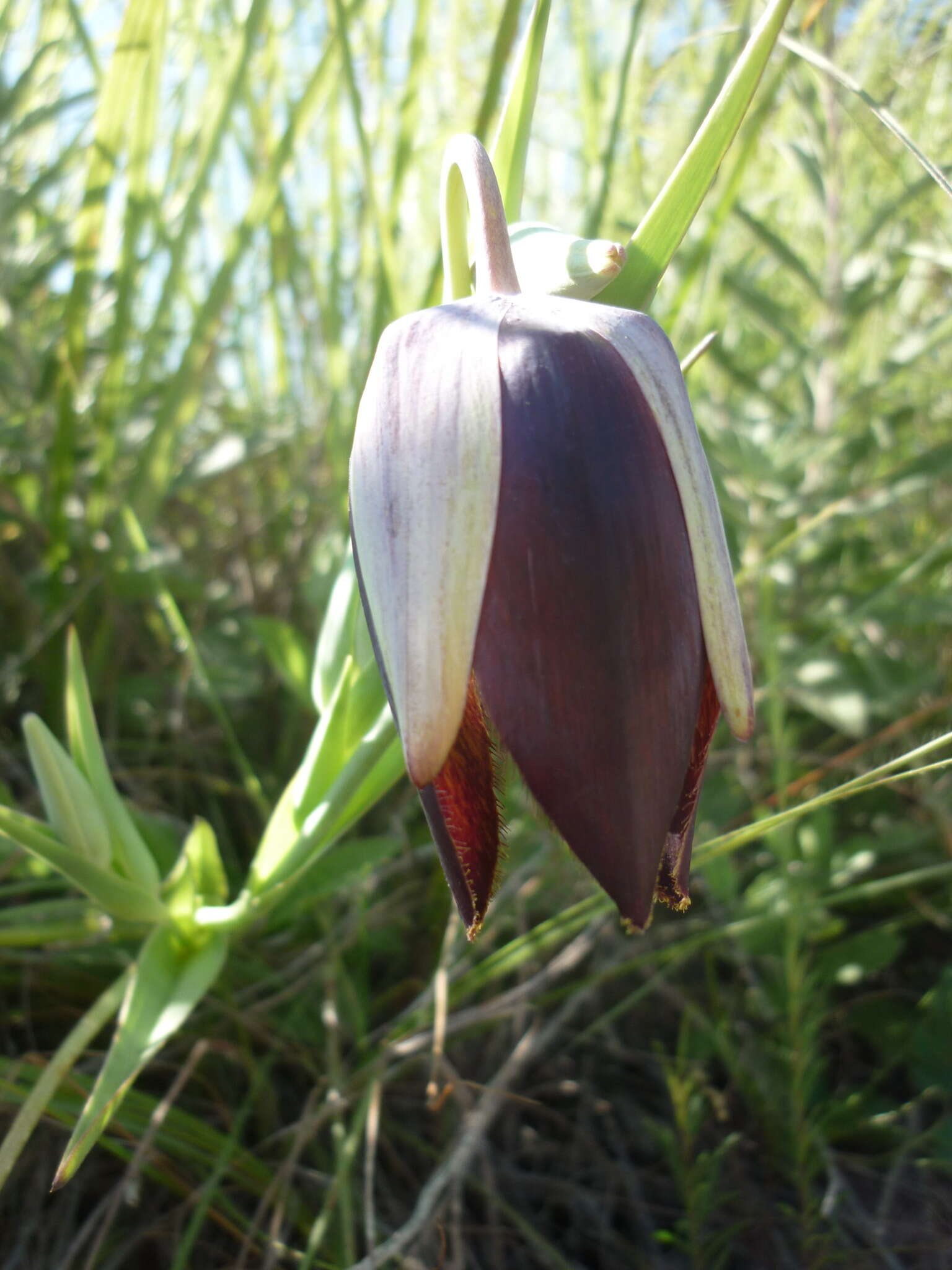 Image of Calochortus hartwegii Benth.