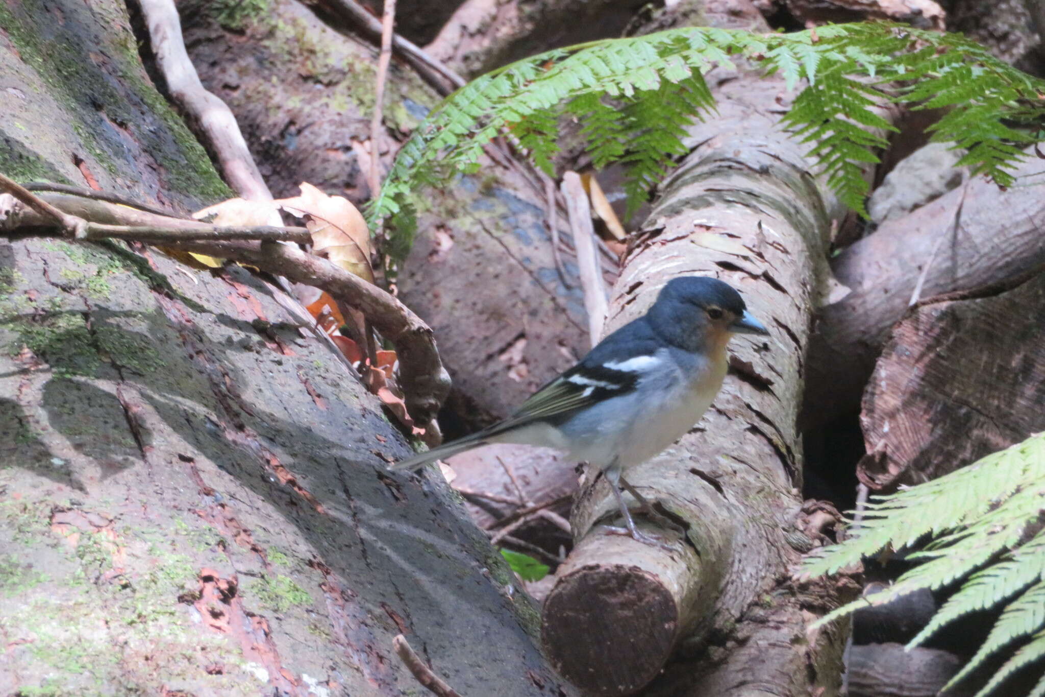 Image of La Palma Chaffinch