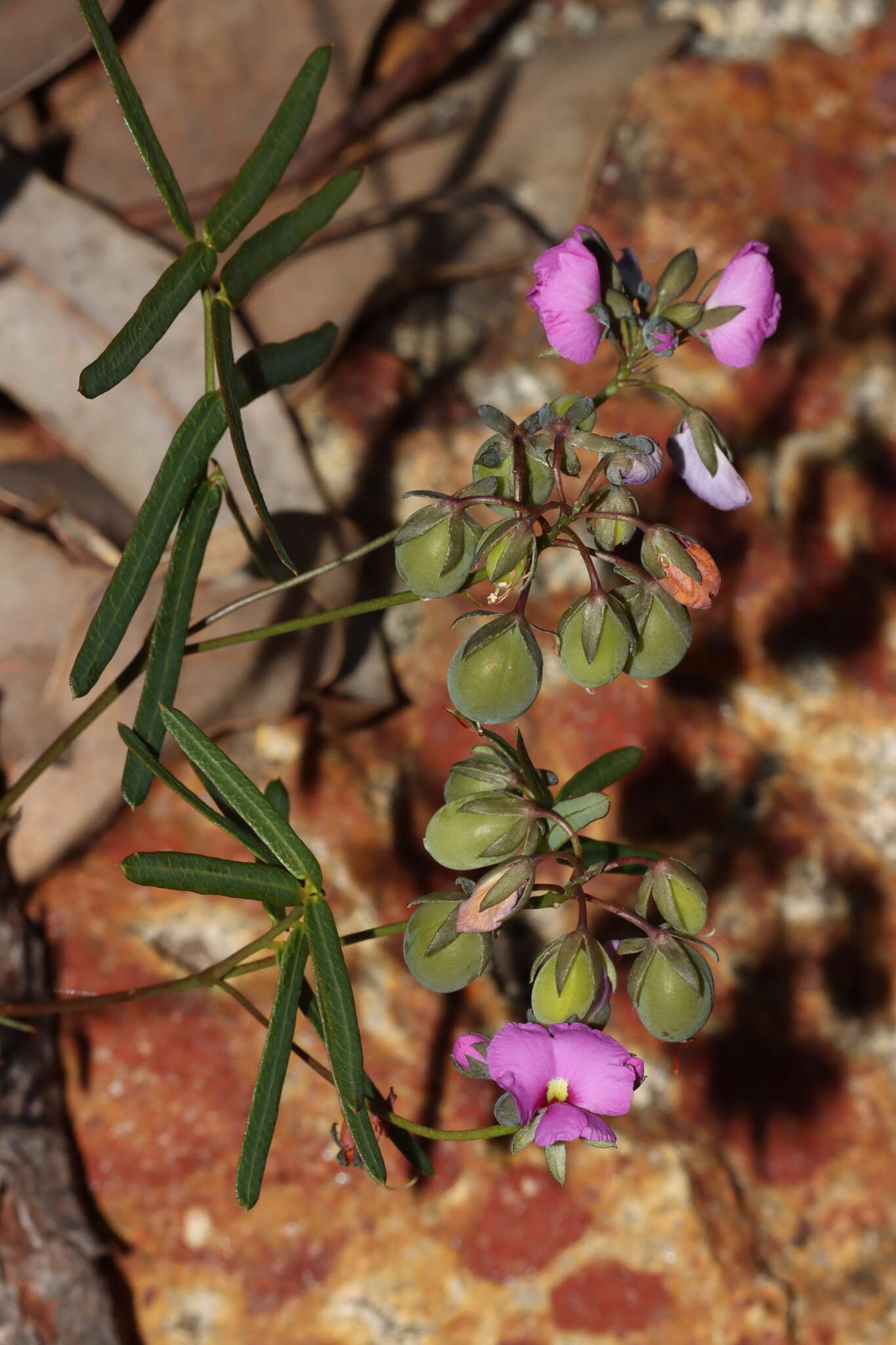 Image of Handsome Wedge Pea