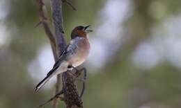 Image of Fringilla coelebs schiebeli Stresemann 1925