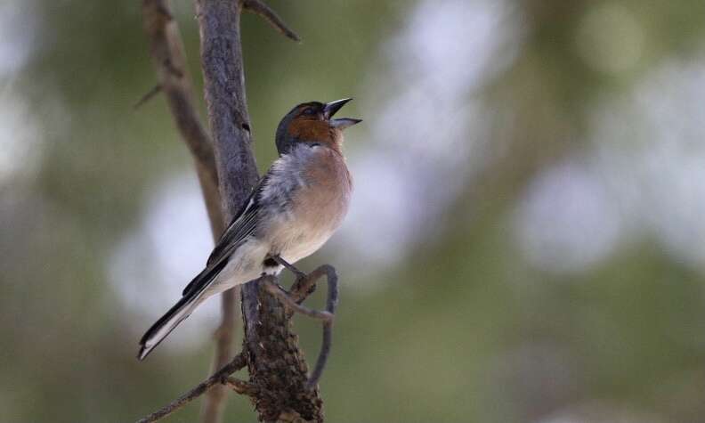 Image of Fringilla coelebs schiebeli Stresemann 1925