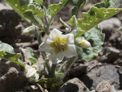 Image de Leucophysalis nana (A. Gray) Averett