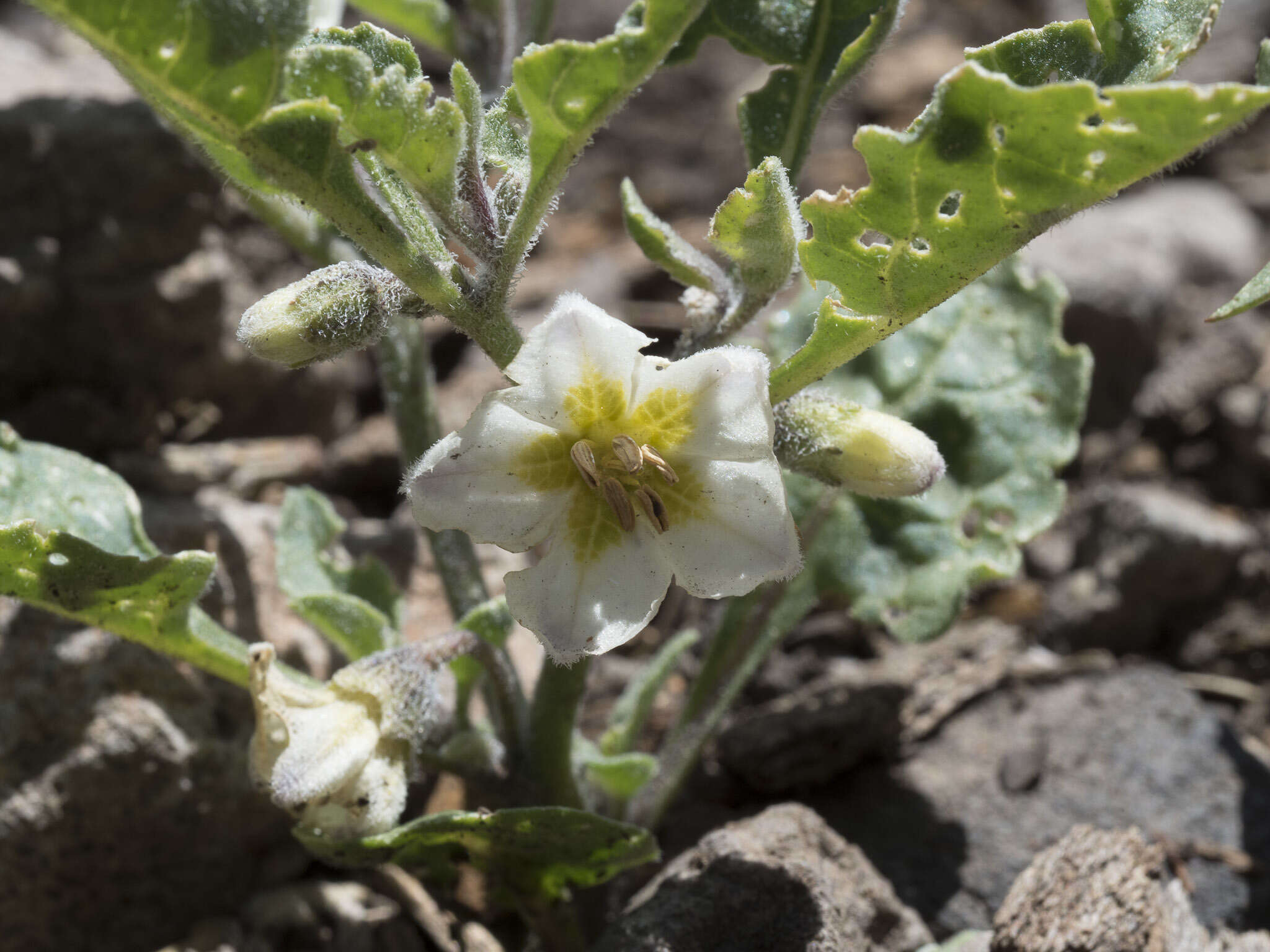 Image de Leucophysalis nana (A. Gray) Averett