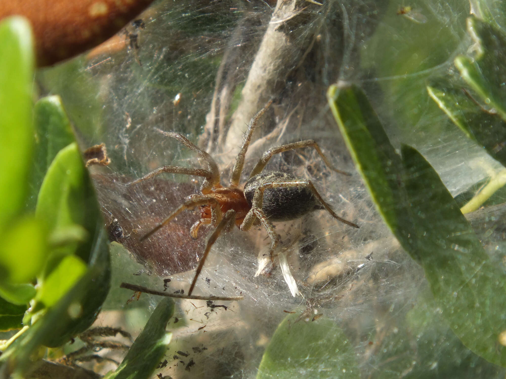 Image of Agelena labyrinthica (Clerck 1757)