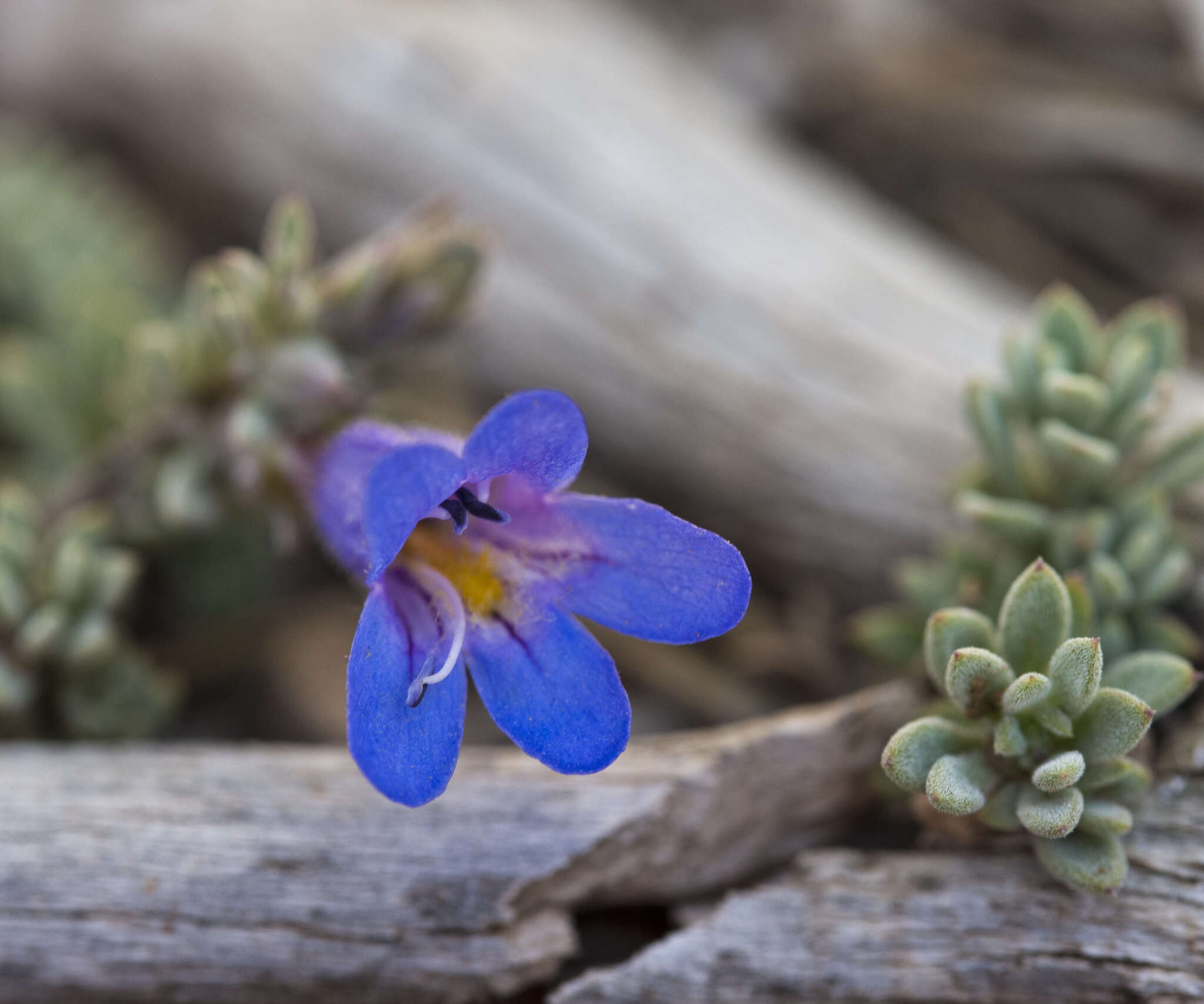 Image of Thompson's beardtongue