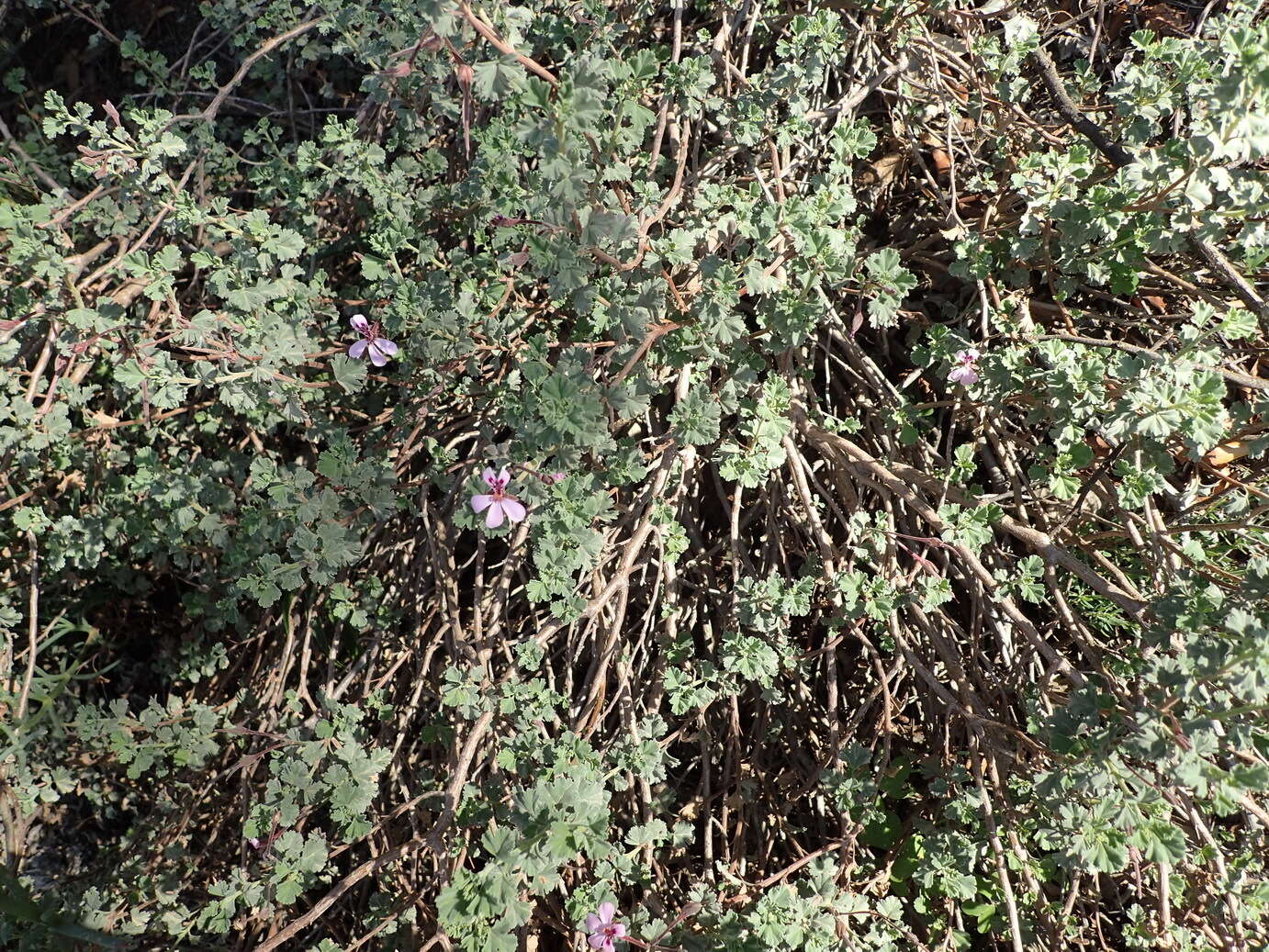 Imagem de Pelargonium exstipulatum (Cav.) L'Her.